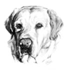 cabeza labrador retriever