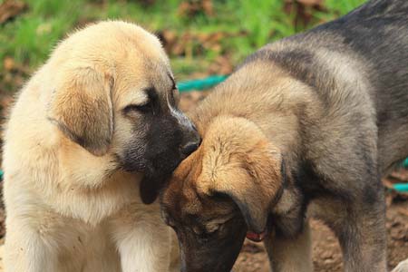 Mastín Españols tirando el trineo