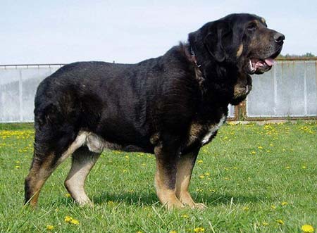 Mastín Español en la hierba