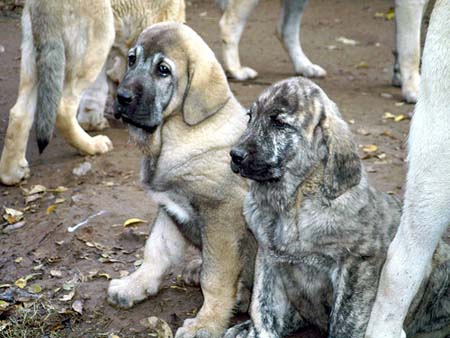 Cachorros de Mastín Español