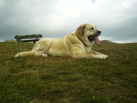 Mastín Español tumbado