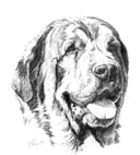 mast�n espa�ol - cabeza