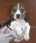 cachorro mestizo crash