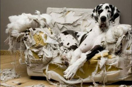 Mi perro hace destrozos en casa