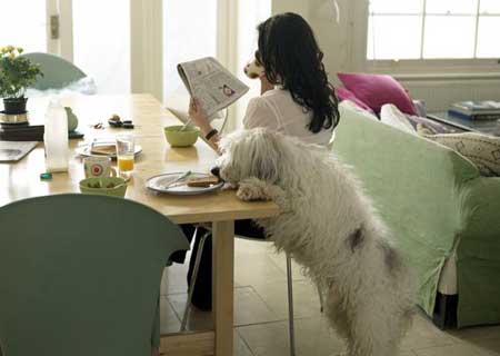 Mi perro pide comida de la mesa
