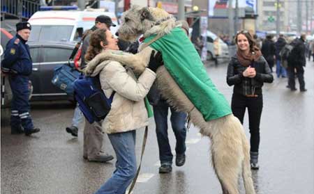 Mi perro salta encima de la gente