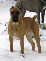 Cane Corso alerto