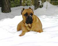 Cane Corso en la nieve
