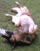 Este es Collo un pastor alemán