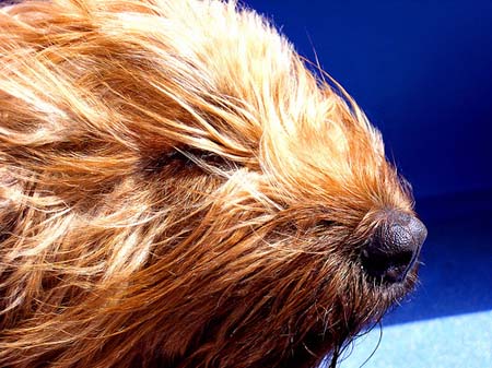 Pastor de Brie en el viento