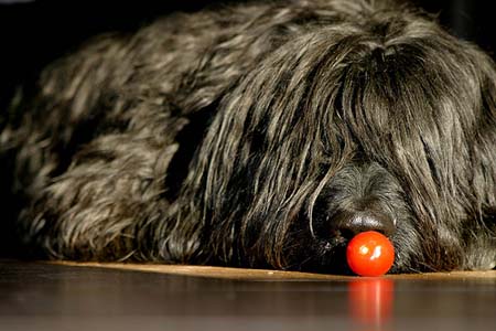 Pastor de Bries con pelotita