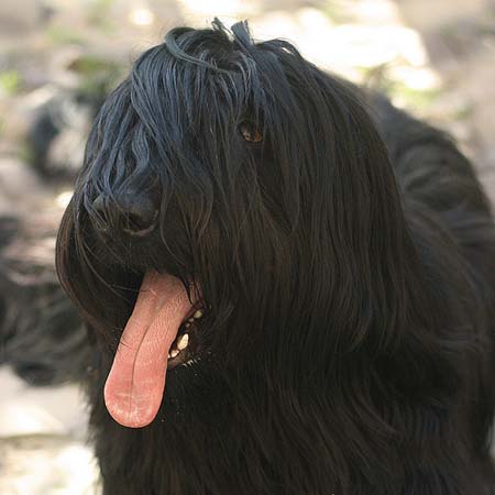Pastor de Brie sacando la lengua