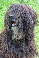 cabeza de un perro de agua marron