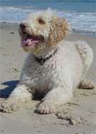 perro de agua tumbado