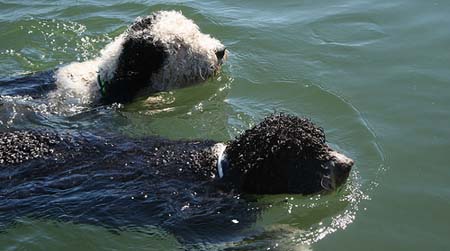 Dos Pastor de Agua Español en la nieve