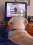 perro mira la televisión
