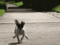 perro viene corriendo