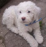 perro de agua - chester