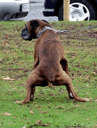 Atila hace sus necesidades en el sitio adecuado