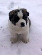 san bernardo cachorro - Yany