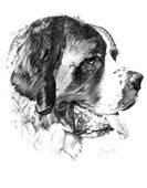 san bernardo - cabeza