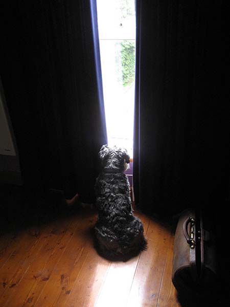 Schnauzer miniatura mirando por la ventana