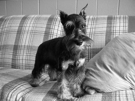 Schnauzer miniatura sobre el sofa