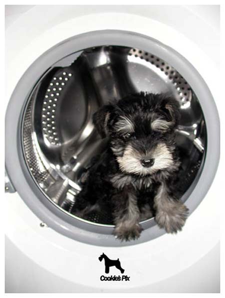 Cachorro de Schnauzer miniatura