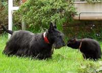scottish terrier con gata