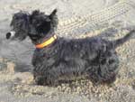 Scottish terrier - Otto