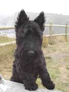 Scottish terrier Otto