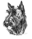 scottish terrier - cabeza