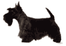 scottish terrier