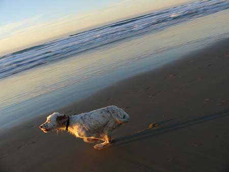 Setter Inglés corriendo por la playa 