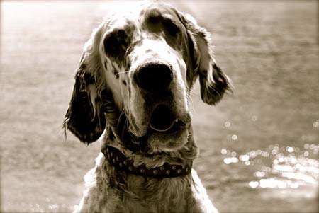 Cabeza de Setter Inglés  con rosa