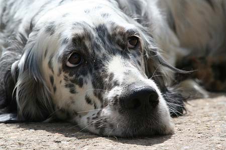 Mirada de Setter Inglés