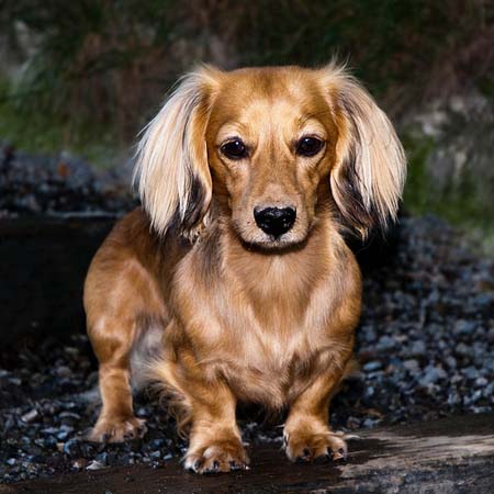 Teckel de pelo largo