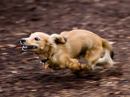 Teckel en plena acción