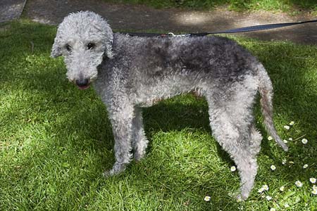 Terrier de Bedlington de cuerpo entero 