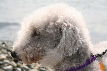 Perfil de Terrier de Bedlington