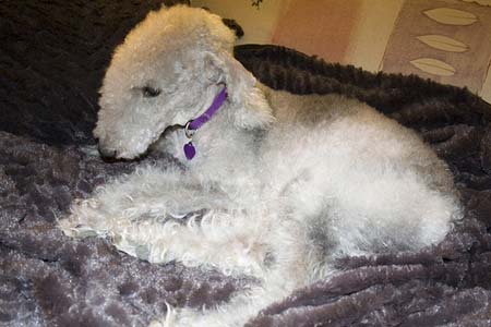 Terrier de Bedlington sobre manta
