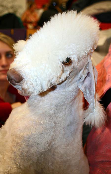 Terrier de Bedlington rasurado