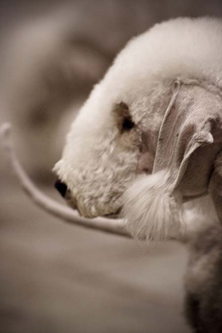 Perfil de Terrier de Bedlington rasurado