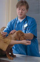 un veterinario vacuna a un perro