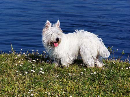 West Highland Terrier de cuerpo entero