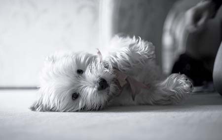 West Highland Terrier tumbado