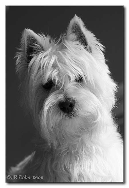 Retrato de West Highland Terrier