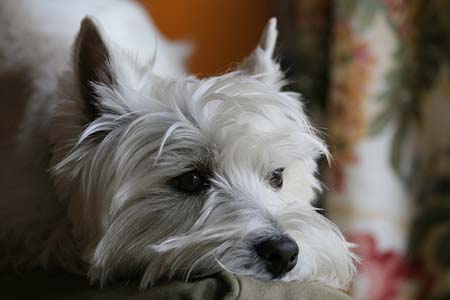 West Highland Terrier pensativo