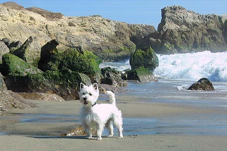 West Highland Terrier con mar de fondo