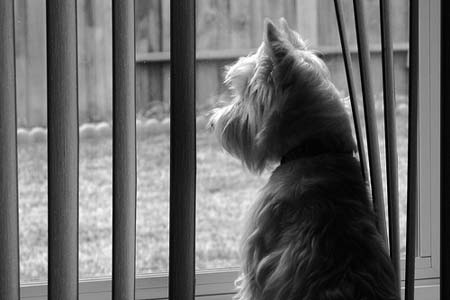 West Highland Terrier mirando por la ventana